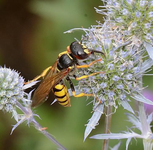 Philanthus triangulum